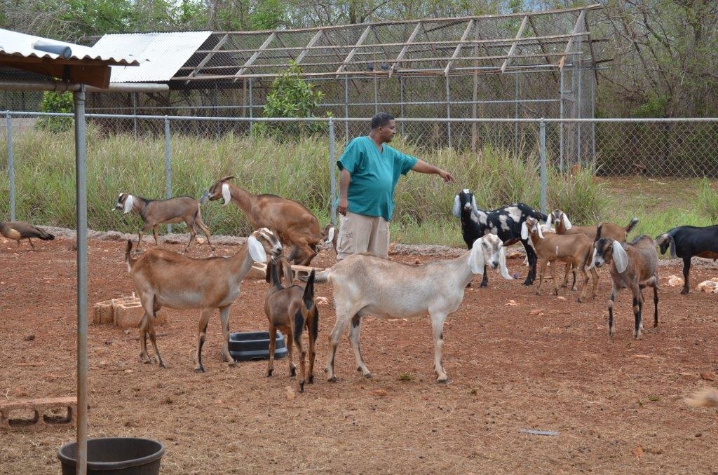 Développement du Secteur des Petits Ruminants aux Caraïbes Mobilisation des ressources
